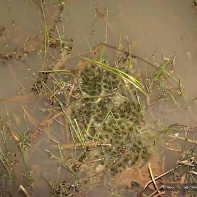 Pontes de crapauds (cordons) et de grenouilles agiles