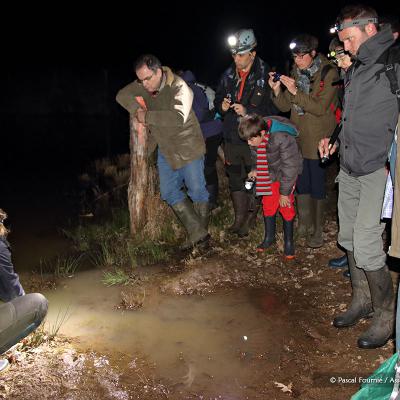 Morgane Sineau explique les pontes de grenouilles et de crapauds