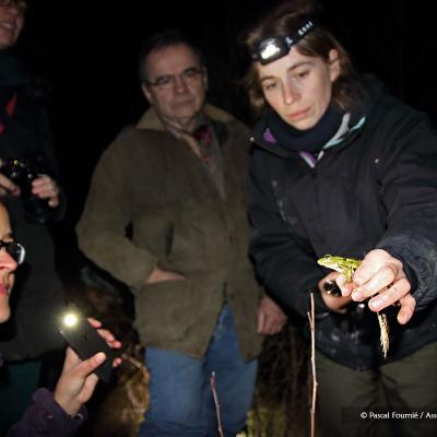 Possédant une autorisation spécifique, Morgane présente une grenouille verte